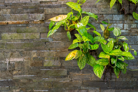 Leathery leaves on waterfall with stone wall textureの写真素材