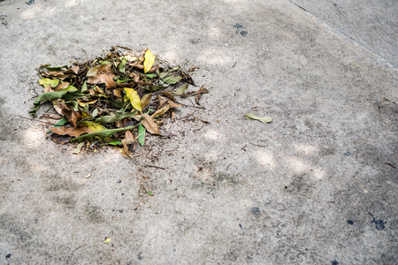 Heap of dried leaves on cement floor in shadow of tree under sunlightの写真素材