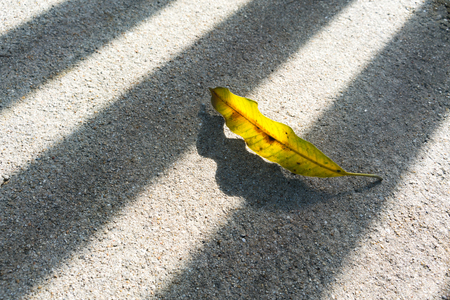 Single dried mango leaf and silhouette on cement floor against shadow of fence under sunlightの写真素材