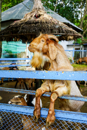 Little goat looking for some food in a zooの写真素材