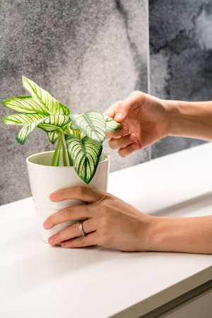 Lady hands checking and adjusting an artificial leave on white desk for decoration, Planting design.の写真素材
