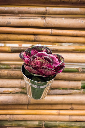 Organic vegetable in mini metal bucket hanging on bamboo wall. Selective focusの写真素材