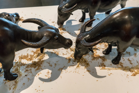 Buffalo models are eating dried glass on white backgroundの写真素材