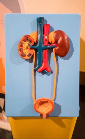 Human urinary system model against yellow background for educational display to show kidney structure and blood supply.の写真素材