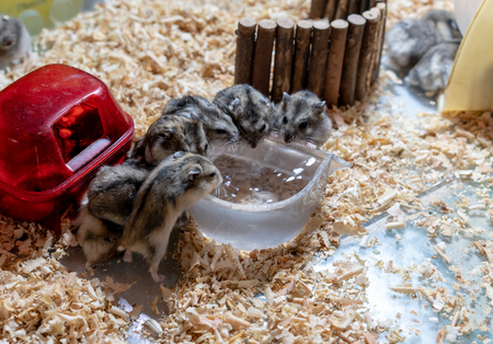 Hamster family drinking water from clear small bowl in their place.の写真素材