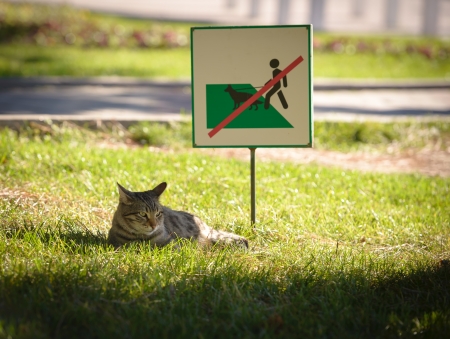 The cat lies in park on a grass under a sign No-Dogsの写真素材