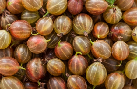 Closeup of ripe Gooseberries backgroundsの写真素材