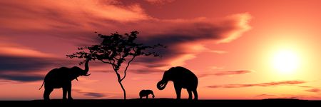 Elephants . African wildlifeの写真素材