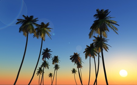 Group of palm trees in the evening.の写真素材
