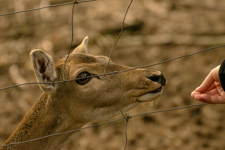 Feeding a deer with her handの写真素材