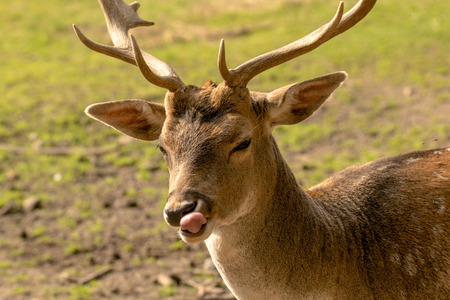 Stag with his tongueの写真素材