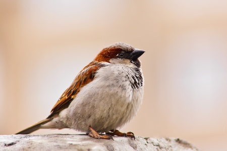 the sparrow ruffled up feathers because feels coldの写真素材