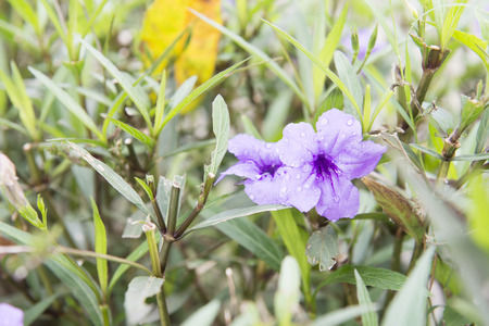 blue flowerの写真素材