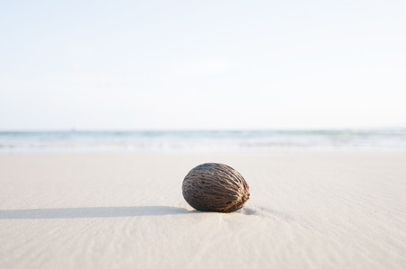 coconut on beachの写真素材