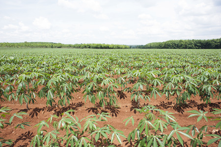 cassava in fieldの写真素材