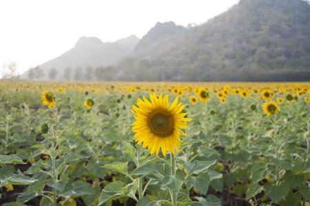 sunflower in fieldの写真素材