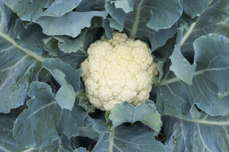 cauliflower,shots from top,viewの写真素材