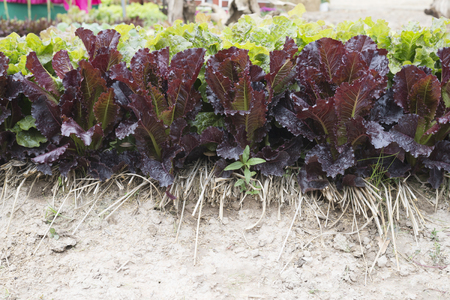 purple mustard in garden