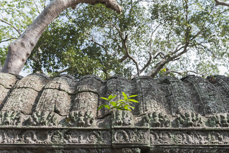 tree grow in stone roofの写真素材