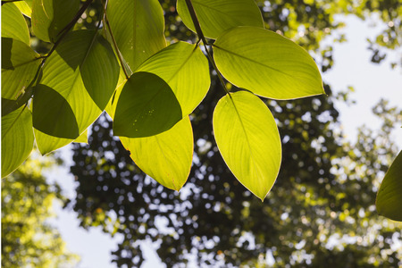 green lush foliage of tree with back light