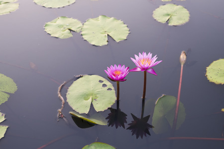 two lotus flowers or water lily in pondの写真素材