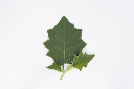 leaves isolated on white backgroundの写真素材