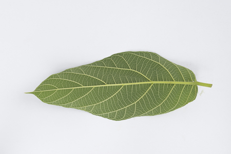 leaf isolated on white backgroundの写真素材