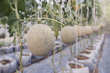 melons in greenhouse,selective focus at first fruitの写真素材