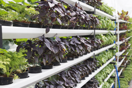 row of amaranth in pots and growing in greenhouseの写真素材