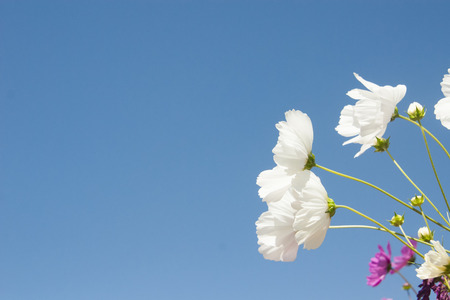 cosmos flowers and blue skyの写真素材