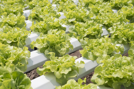 green oak lettuce in hydroponics farmの写真素材