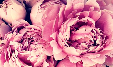 Pink peonies romantic flowers background