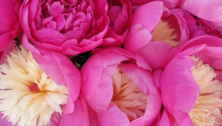 Pink peonies romantic flowers backgroundの写真素材