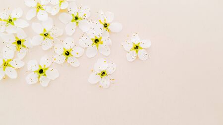 Cherry blossom spring flowers background