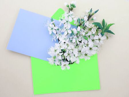 Cherry blossom spring flowers background