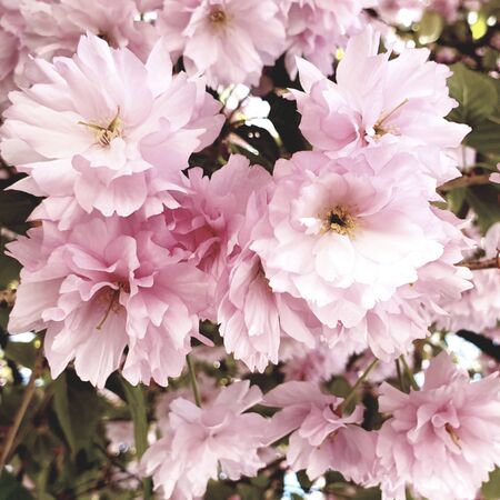 Beautiful spring blossom blooming flowersの写真素材