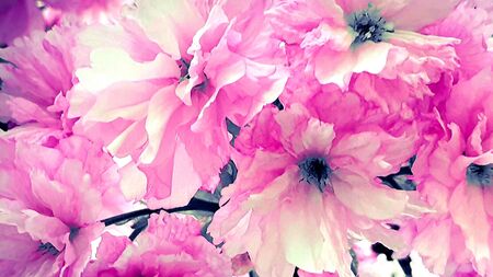 Beautiful cherry blossom spring flowersの写真素材
