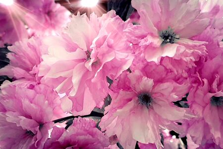 Beautiful cherry blossom spring flowersBeautiful cherry blossom spring flowersの写真素材