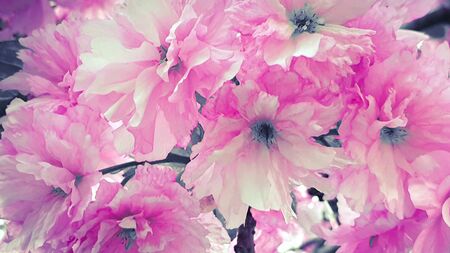 Beautiful cherry blossom spring flowersの写真素材