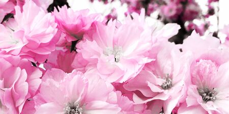 Beautiful cherry blossom spring flowersの写真素材