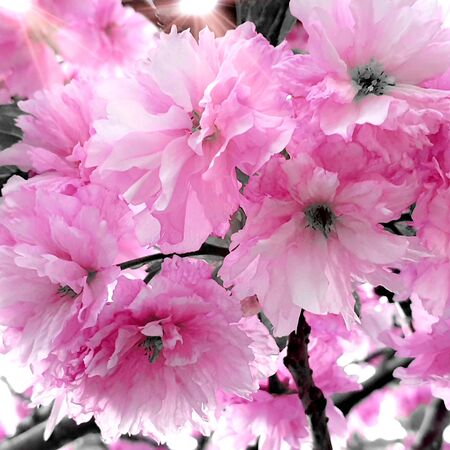Beautiful cherry blossom spring flowersの写真素材