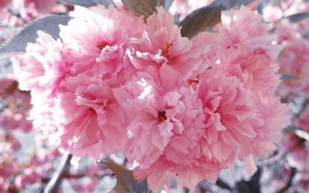 Beautiful cherry blossom spring flowersの写真素材