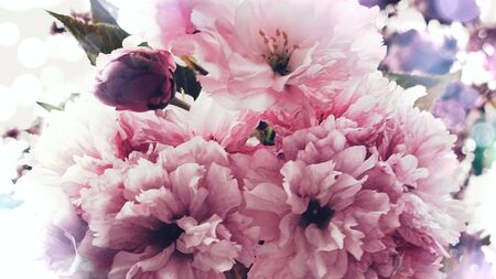 Beautiful cherry blossom spring flowersの写真素材