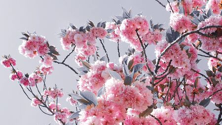 Beautiful cherry blossom spring flowersの写真素材
