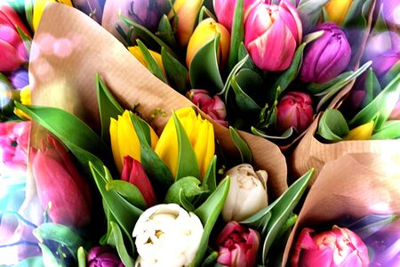 Colorful tulips summer flower bunchの写真素材