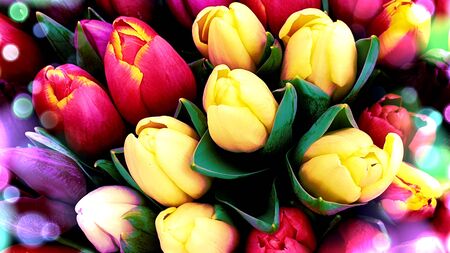 Colorful tulips summer flower bunchの写真素材