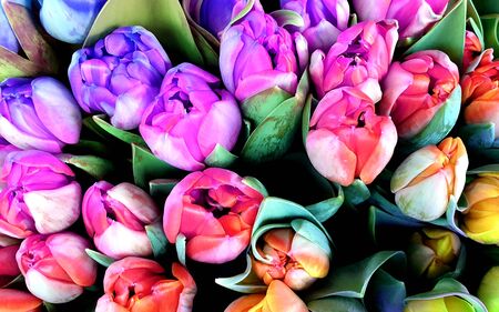 Colorful tulips summer flower bunchの写真素材