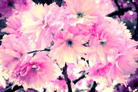 Beautiful cherry blossom pink spring flowersの写真素材