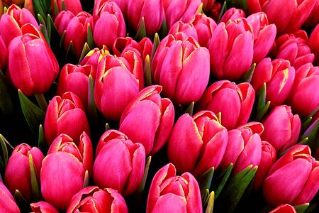 Pink tulips summer flower bunchの写真素材