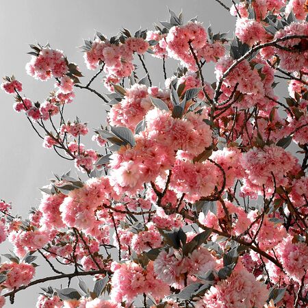 Cherry blossom spring flowersの写真素材